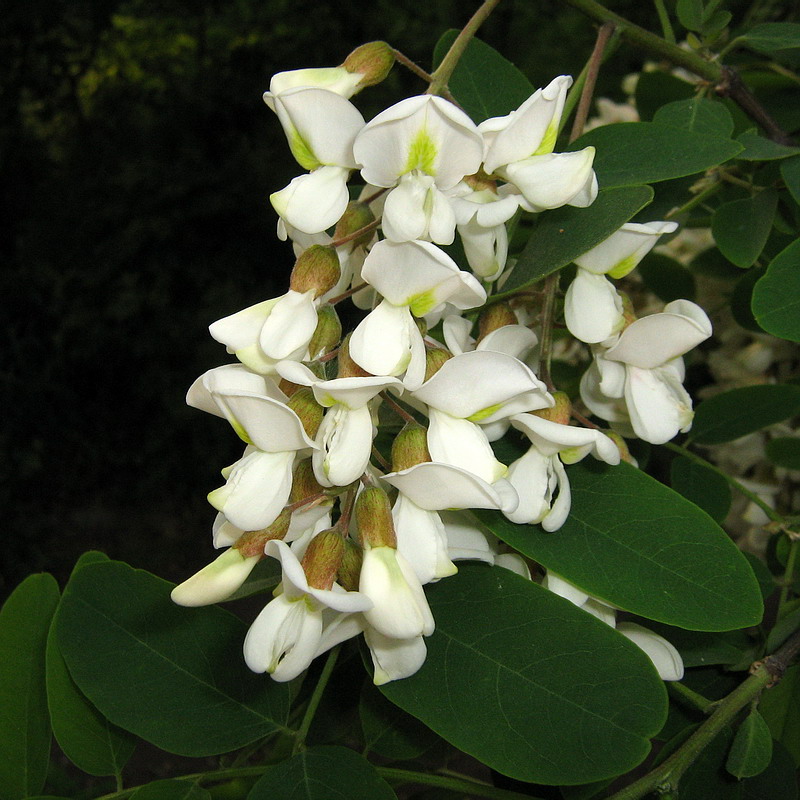 Изображение особи Robinia pseudoacacia.