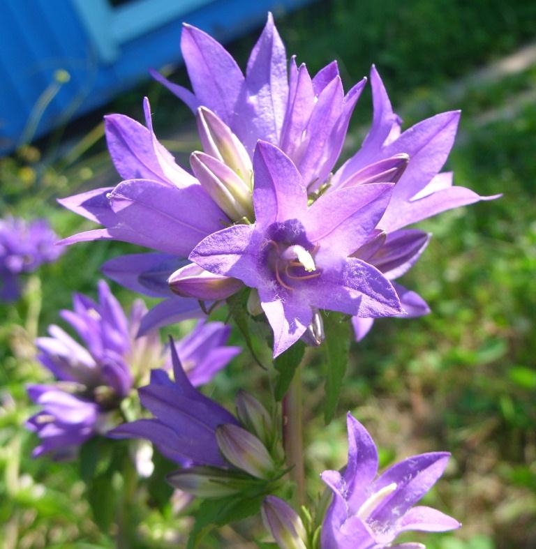 Изображение особи Campanula glomerata.