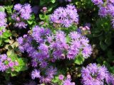 Ageratum houstonianum