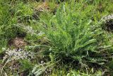 Oxytropis ornata