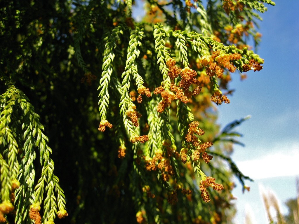 Image of Taiwania cryptomerioides specimen.