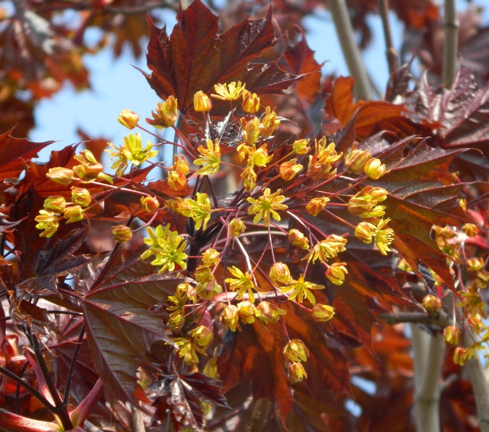 Image of Acer platanoides specimen.