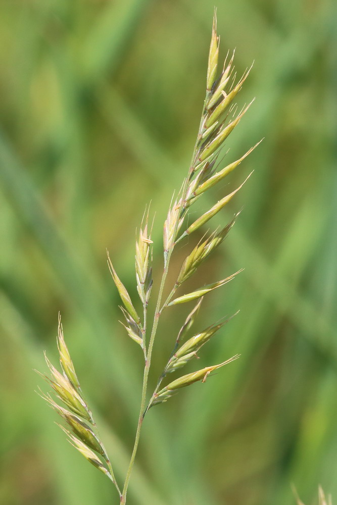 Image of genus Festuca specimen.