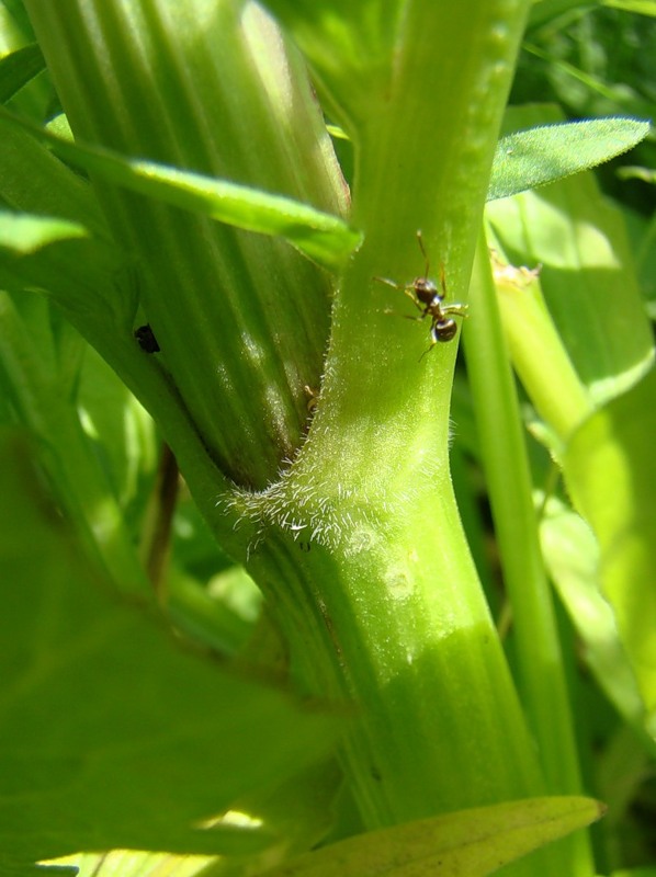 Image of Valeriana wolgensis specimen.