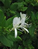 Lonicera japonica