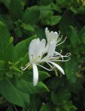 Lonicera japonica. Соцветие. Южный Берег Крыма, окр. пос. Кацивели, на заборе. 4 июня 2013 г.