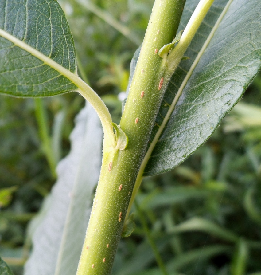 Image of Salix × smithiana specimen.