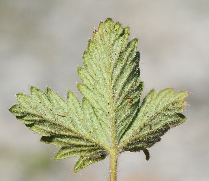 Image of Potentilla evestita specimen.