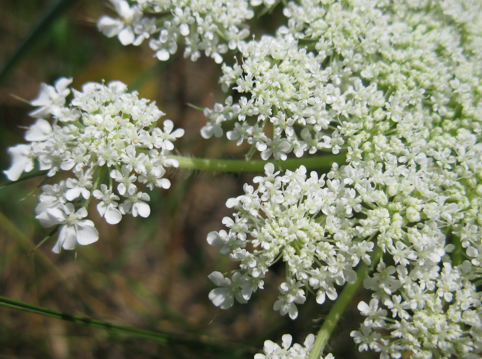 Изображение особи Daucus carota.