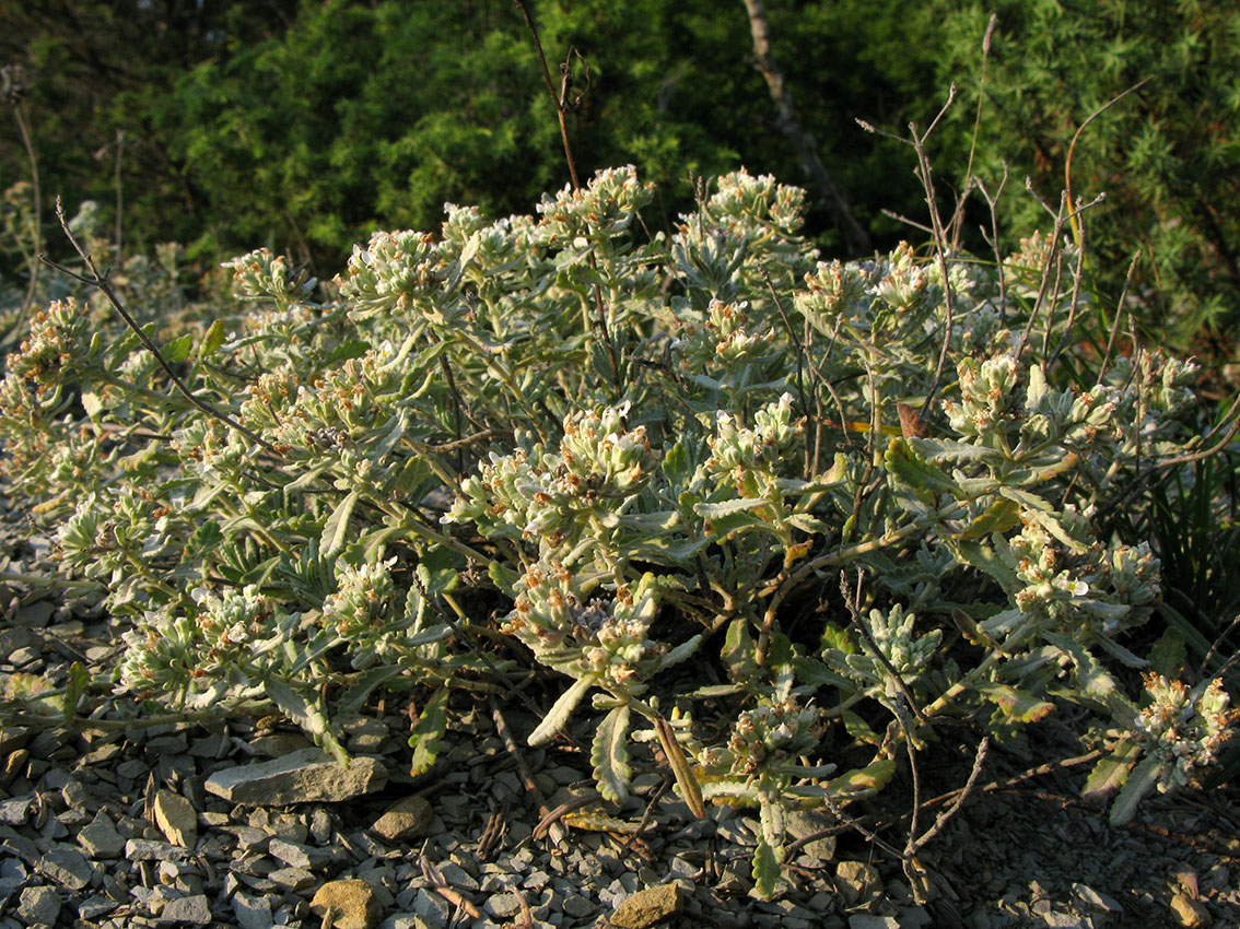 Изображение особи Teucrium capitatum.