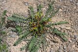 Astragalus macronyx