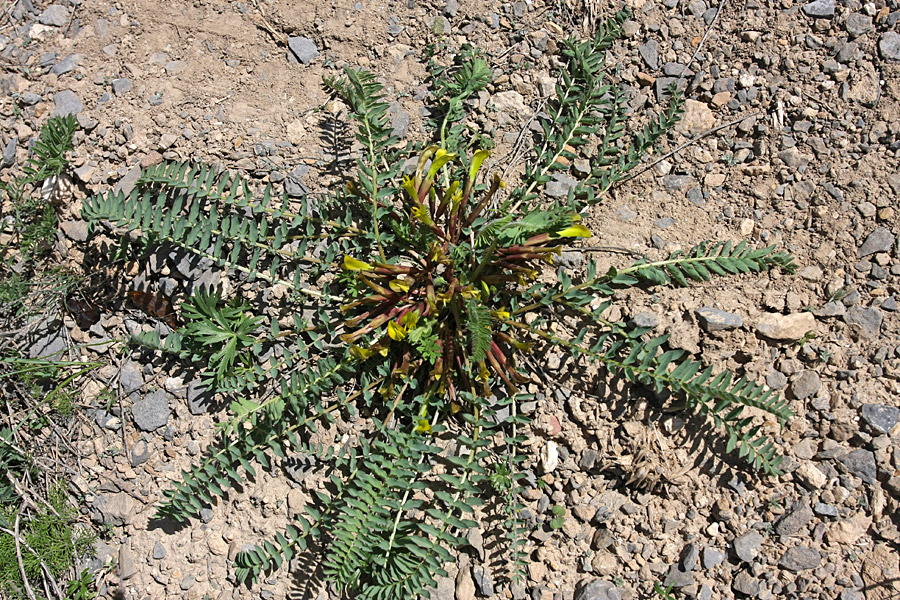 Изображение особи Astragalus macronyx.