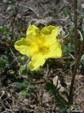 genus Helianthemum