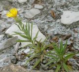 Inula ensifolia. Цветущее растение на осыпи. Черноморское побережье Кавказа, щель Прасковеевская, скальное обнажение на хребте склона над селом Прасковеевка. 24.08.2013.