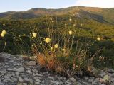 Cephalaria coriacea