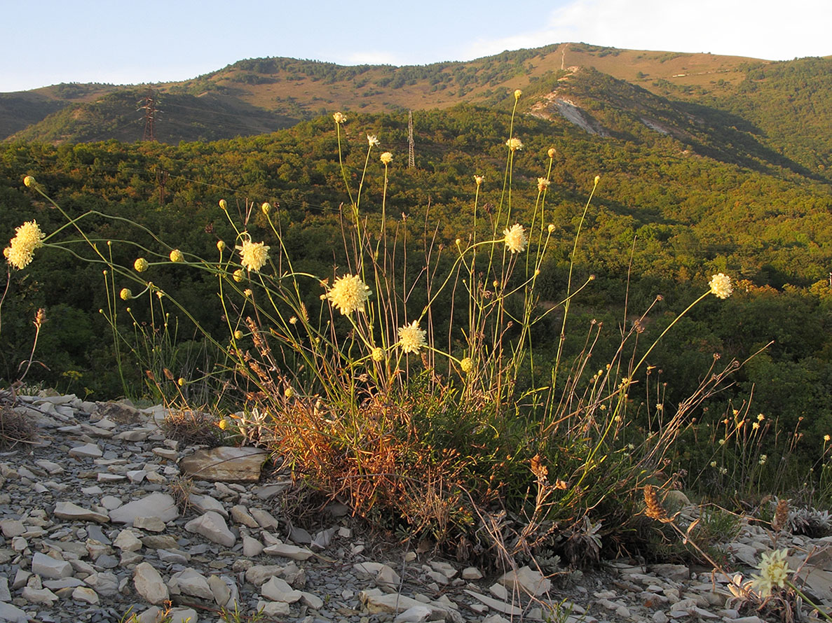 Изображение особи Cephalaria coriacea.