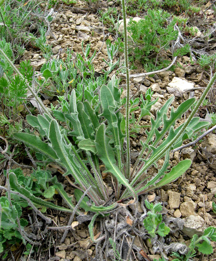 Image of Leontodon biscutellifolius specimen.