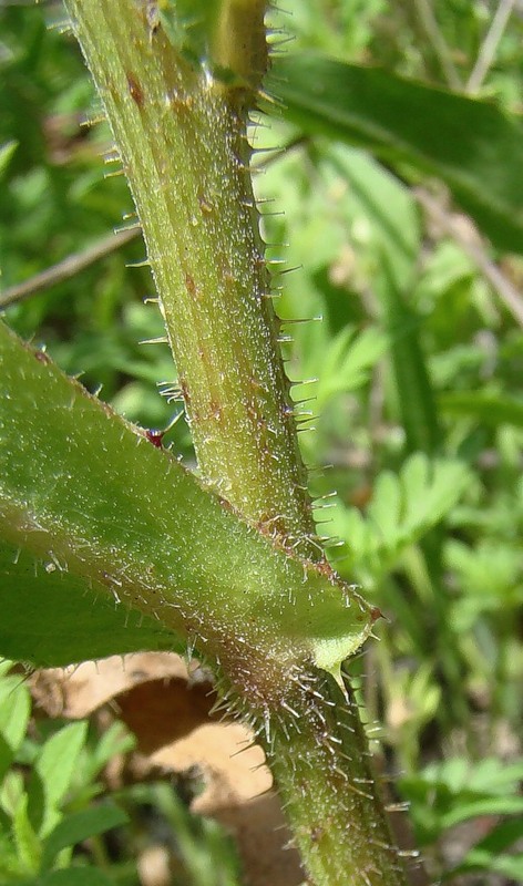 Image of Picris hieracioides specimen.