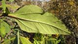 Helianthus tuberosus