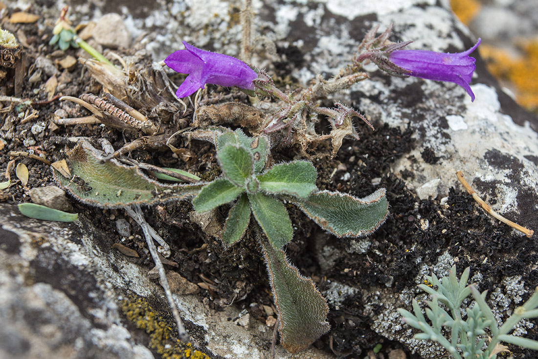 Изображение особи род Campanula.