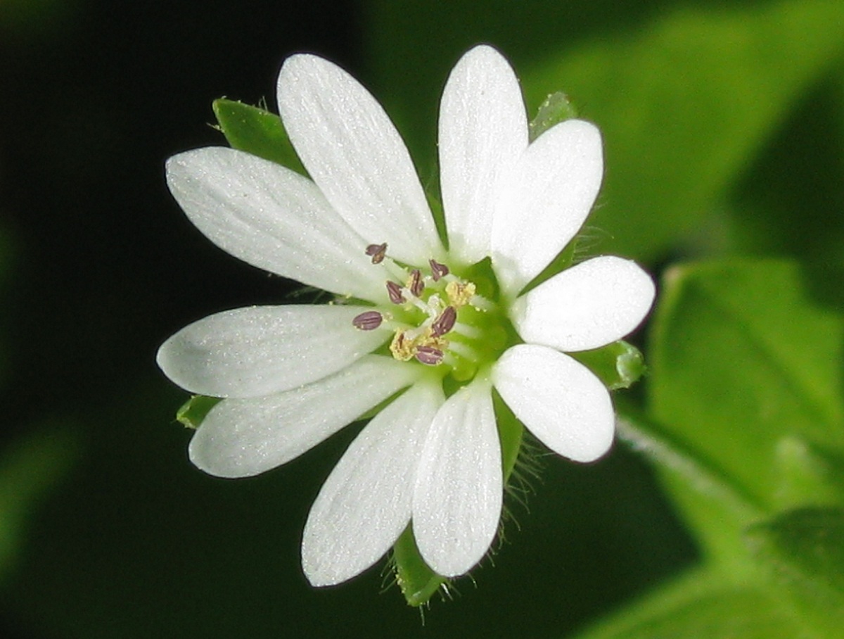 Изображение особи Stellaria neglecta.