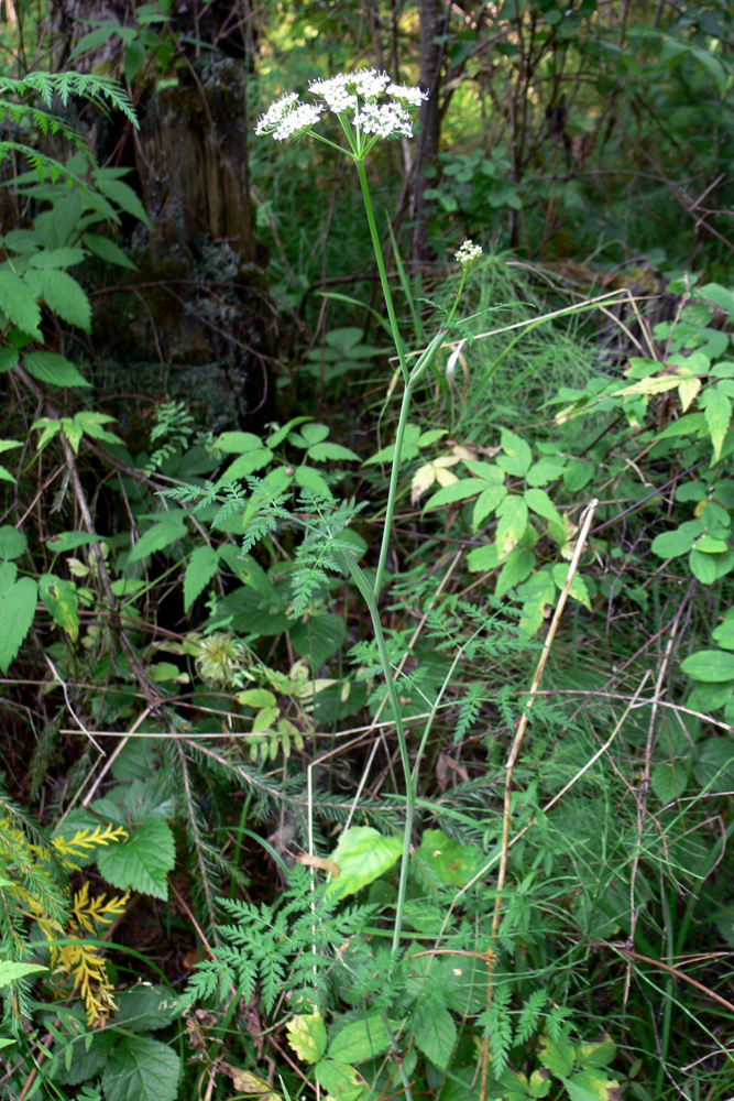 Image of Conioselinum tataricum specimen.