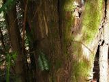 Cephalotaxus harringtonia