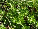 Anemonastrum sibiricum. Прикорневые листья. Хабаровский край, Ванинский р-н, хр. Большой Ян, гора Скала. 28.06.2013.