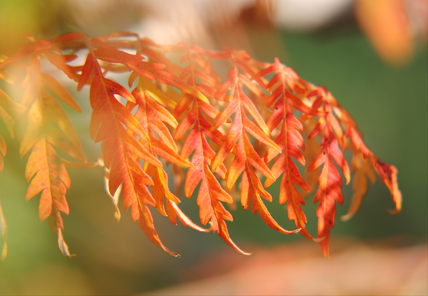 Изображение особи Rhus typhina f. laciniata.