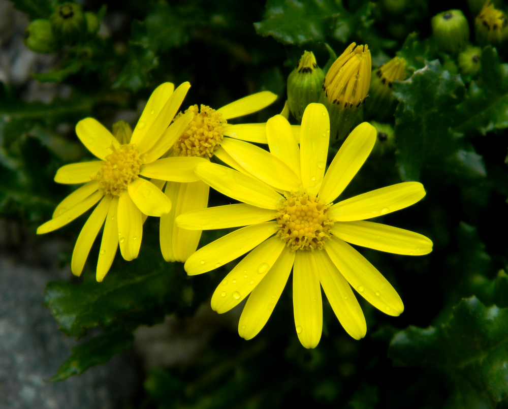 Image of Senecio sosnovskyi specimen.