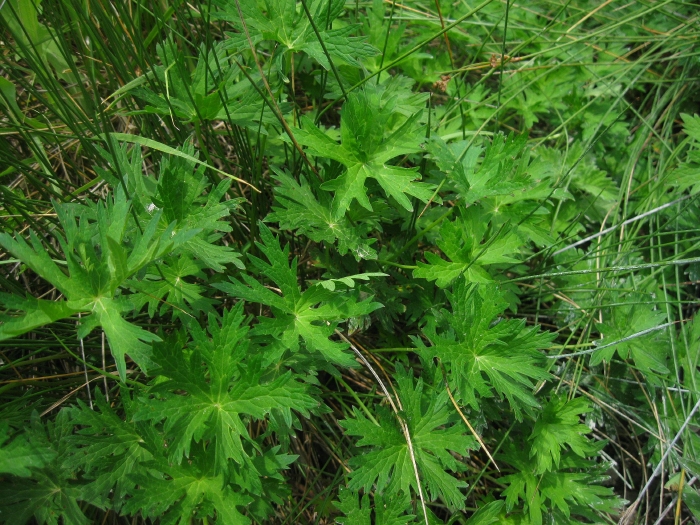 Изображение особи Geranium collinum.