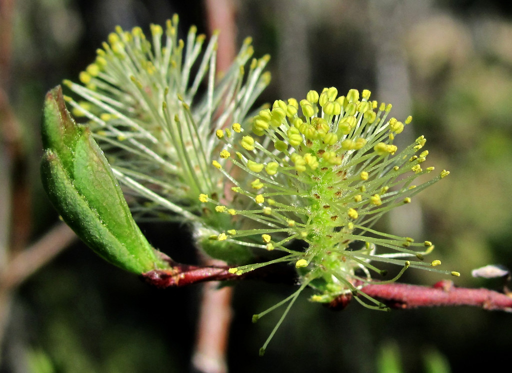 Изображение особи Salix starkeana.