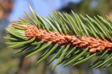 Picea abies. Верхушка побега. Германия, г. Дюссельдорф, Ботанический сад университета. 02.03.2014.