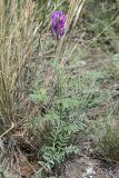 Astragalus onobrychis. Цветущее растение. Восточный Казахстан, Уланский р-н, сопки в окр. с. Украинка. 21.07.2012.