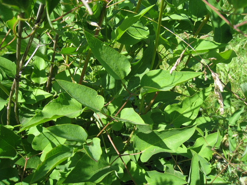 Изображение особи Clematis mandshurica.