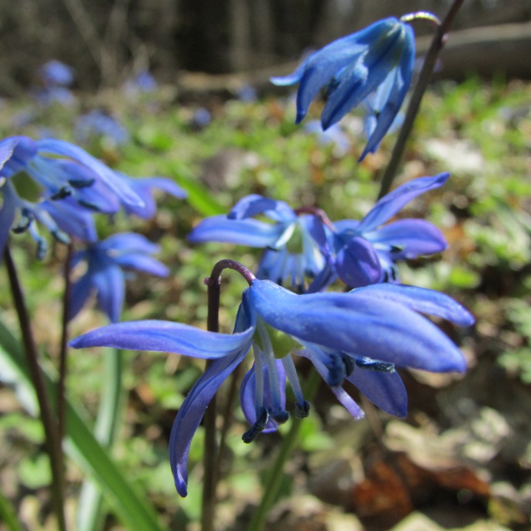 Изображение особи Scilla siberica.