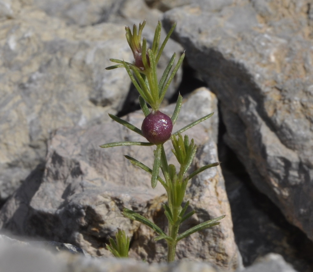 Изображение особи род Galium.