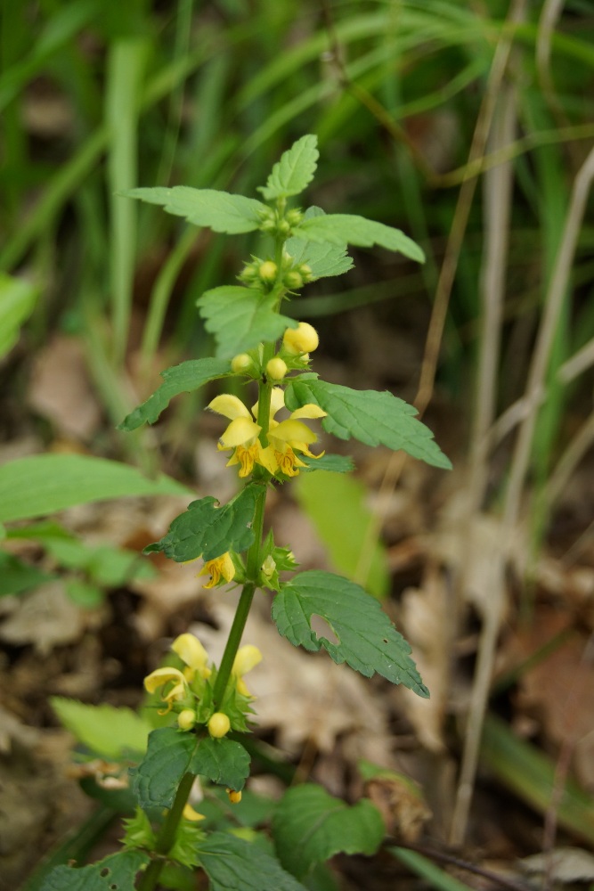 Изображение особи Galeobdolon caucasicum.