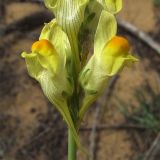 Linaria incompleta