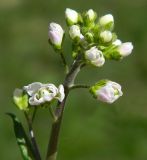 Arabis alpina