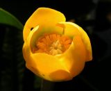 Nuphar pumila. Цветок. Владивосток, Ботанический сад-институт ДВО РАН. 05.09.2013.