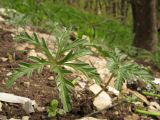 Geranium tuberosum. Лист. Краснодарский край, г. Новороссийск, гора Большой Маркотх. 27.04.2014.