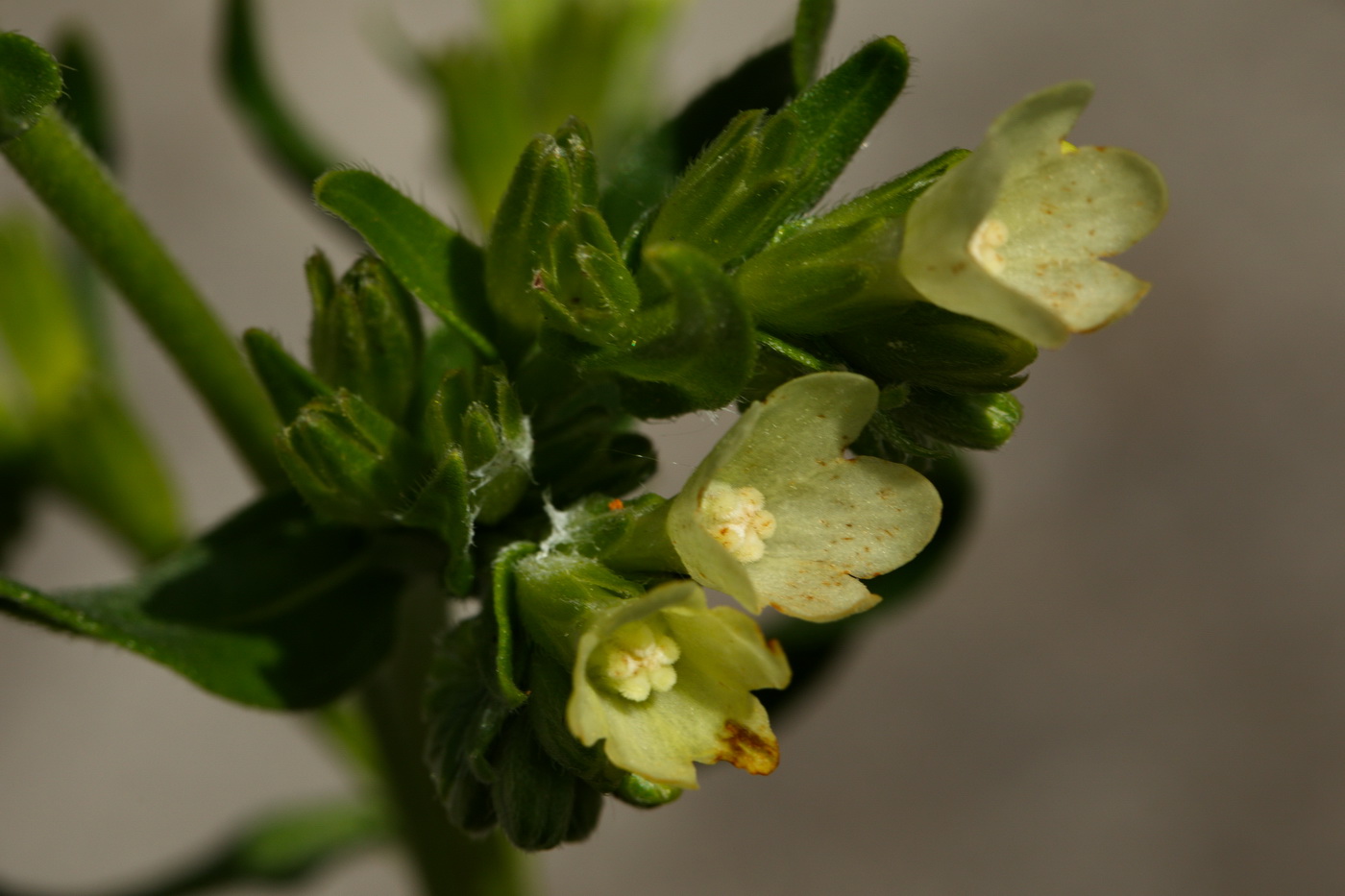 Изображение особи Anchusa pseudochroleuca.