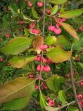 Euonymus europaeus