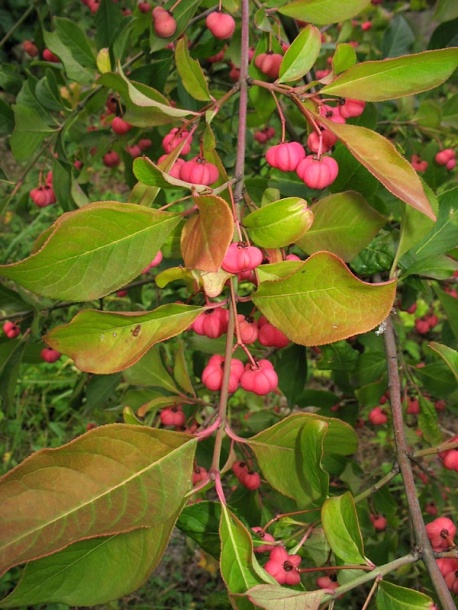 Изображение особи Euonymus europaeus.