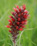 Echium russicum. Соцветие. Карачаево-Черкессия, Скалистый хребет, массив Больше, южный склон балки Извещательной, горный луг. 25.05.2014.