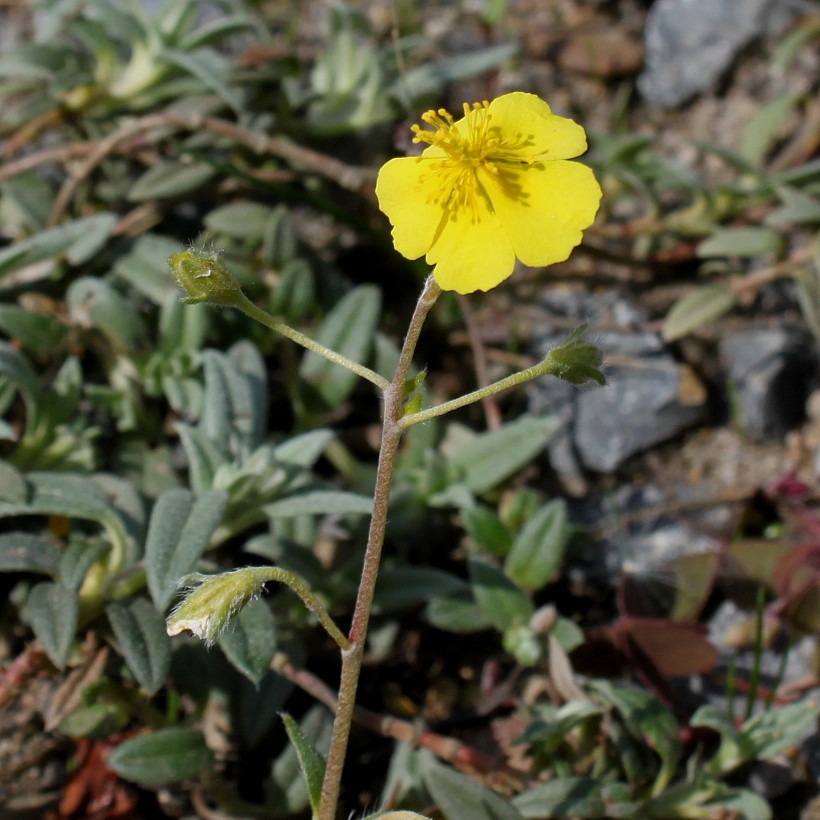 Изображение особи Helianthemum alpestre.