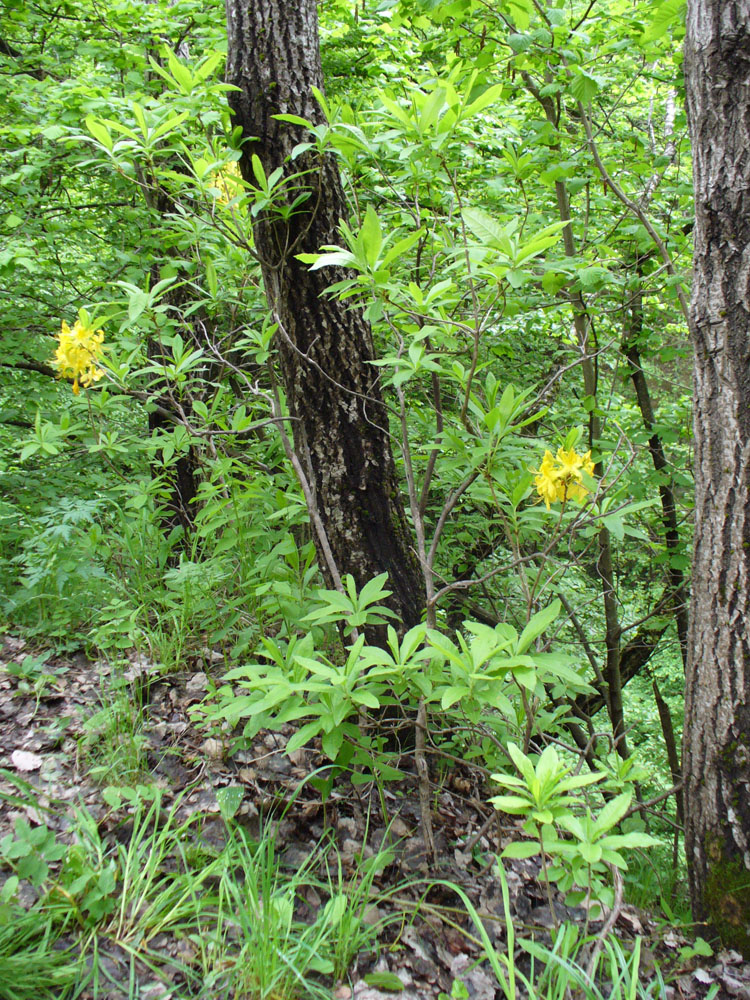 Изображение особи Rhododendron luteum.