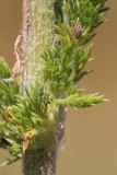 Achillea setacea. Часть стебля с основанием листа. Ростовская обл., Неклиновский р-н, Самбекское с/п, дол. р. Самбек. 15.06.2014.