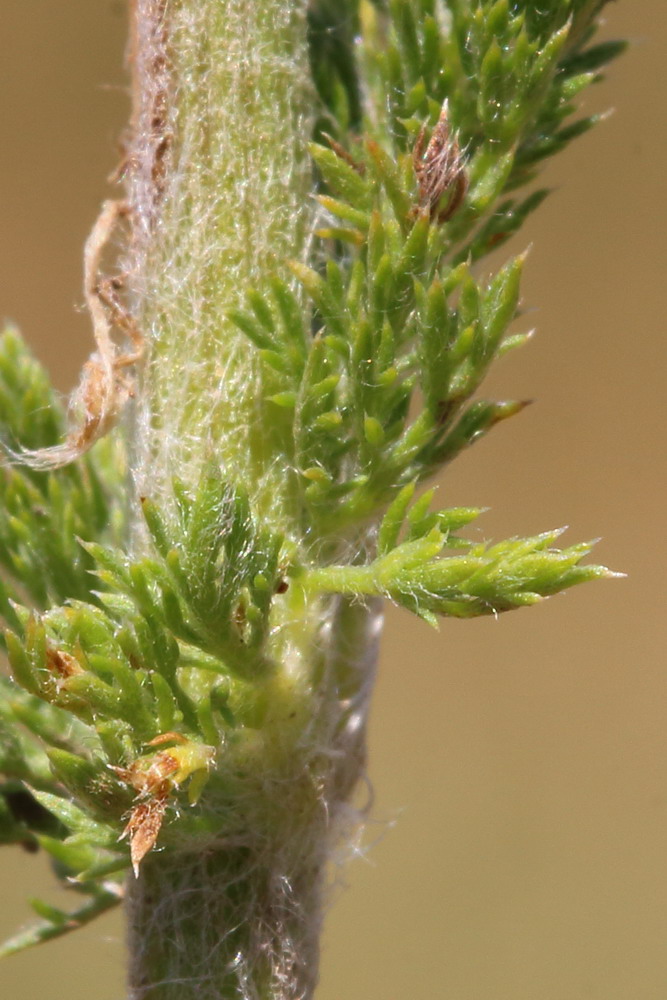 Image of Achillea setacea specimen.